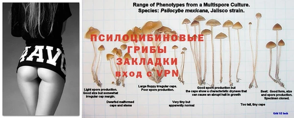 MDMA Заволжье